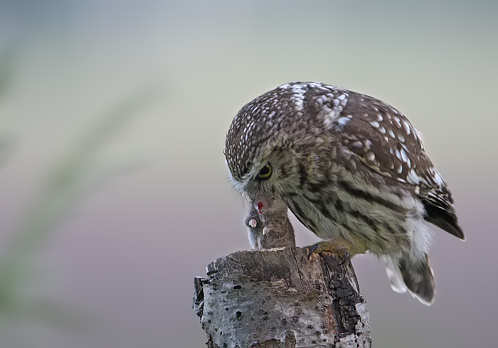 steenuil met prooi 2.jpg